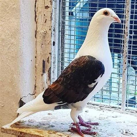 kabootar images|pigeon beautiful photo.